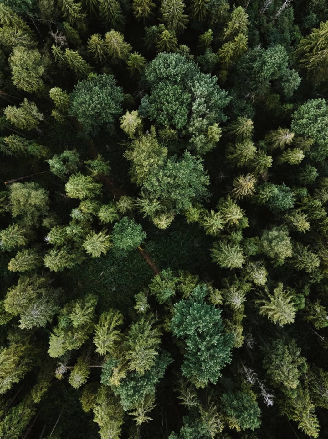 Forest Aerial Shot